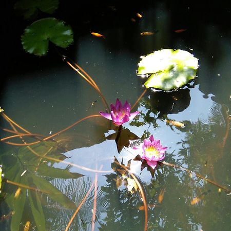 Bed and Breakfast Windy Garden Galle Exterior foto