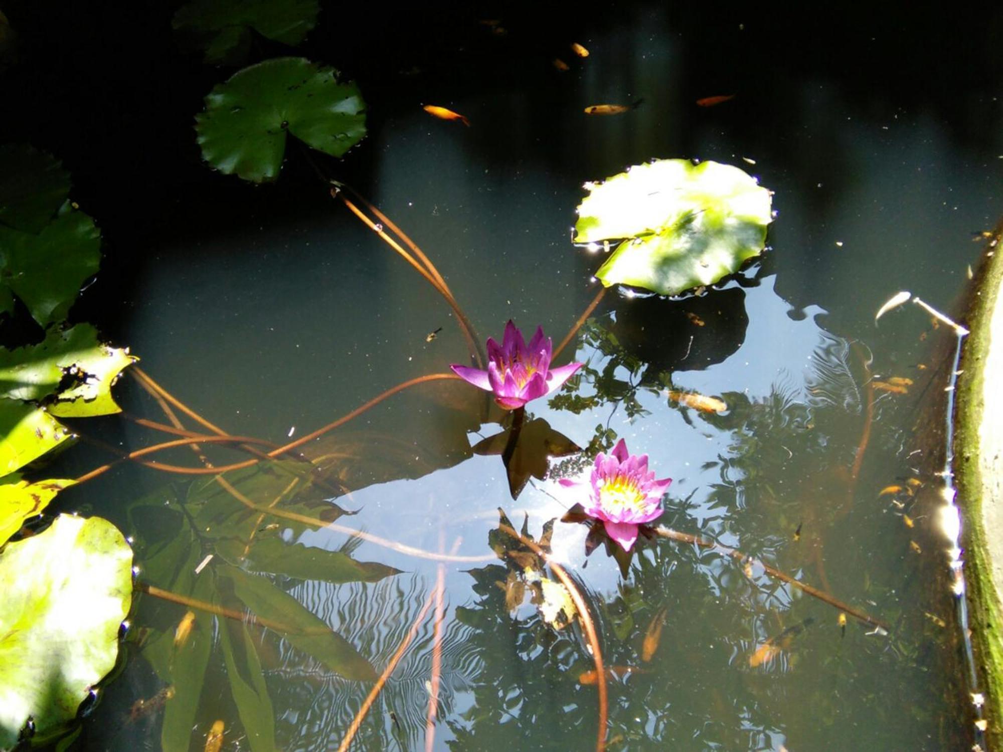 Bed and Breakfast Windy Garden Galle Exterior foto