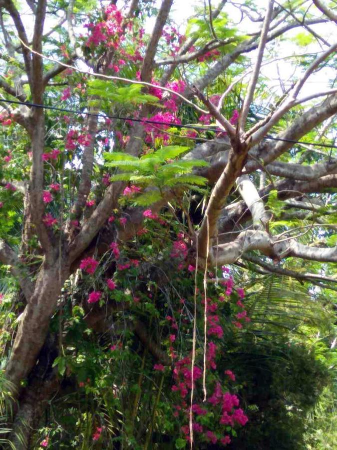 Bed and Breakfast Windy Garden Galle Exterior foto